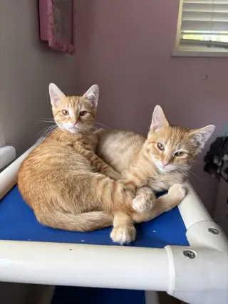 Pringle and Push Pop