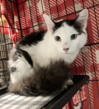 Tulio