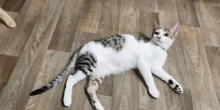 Kitten 27953 (Andy)