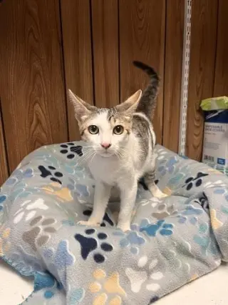 Kitten 27953 (Andy)