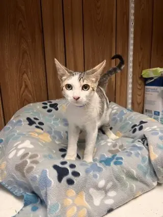 Kitten 27953 (Andy)