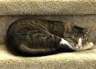 KITTY MAJKA