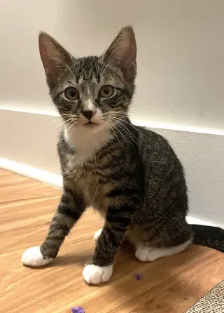 KITTEN MALI