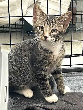 KITTEN MALI