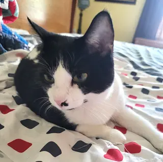 KITTY TUXEDO JEWEL
