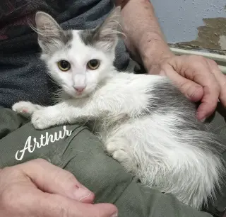 Arthur #fluffy-sweetheart