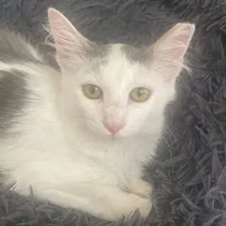 Arthur #fluffy-sweetheart