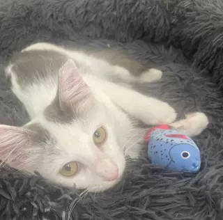 Arthur #fluffy-sweetheart