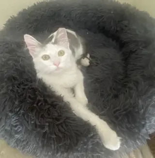 Arthur #fluffy-sweetheart