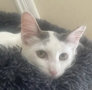 Arthur #fluffy-sweetheart
