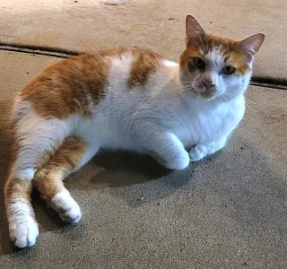 KITTY BOBTAIL BOBBY