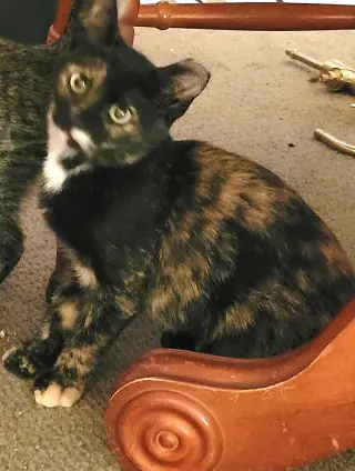 KITTEN TORRIE THE TORTIE