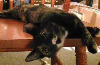 KITTEN TORRIE THE TORTIE