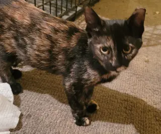 KITTEN TORRIE THE TORTIE