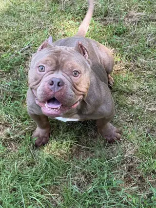 Porkchop