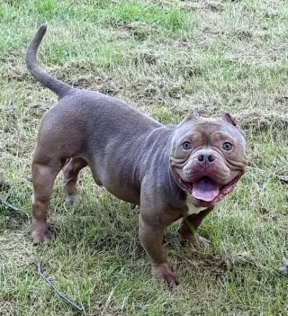 Porkchop