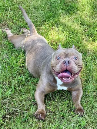 Porkchop
