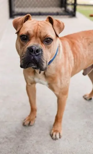 Buster