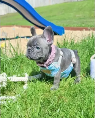 Pomeranian and French bulldog