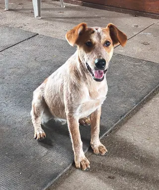 Cooper
