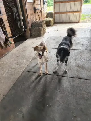 Cooper