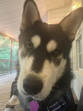 Lupo
