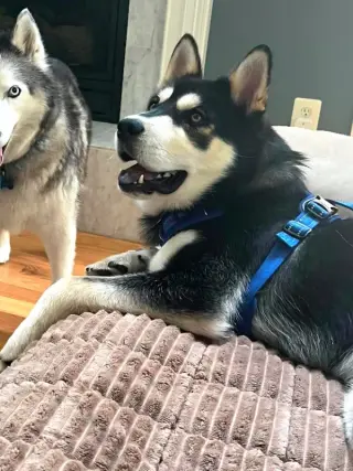 Lupo