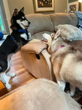 Lupo
