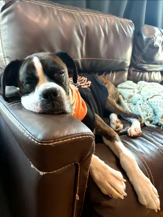 Harper