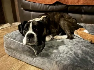 Harper