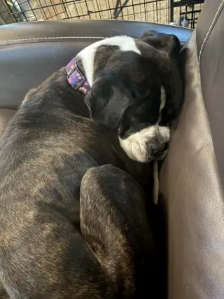 Harper