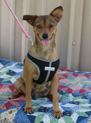 Monica