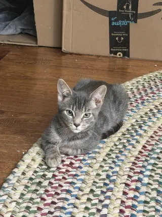 Theodore