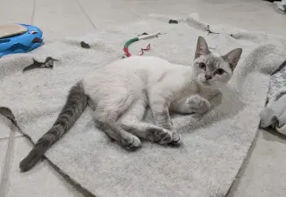Nutmeg