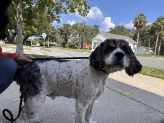 Charlie FH