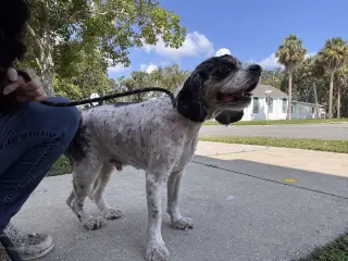 Charlie FH