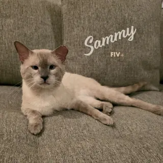 Sammy #soulful-baby-blue-eyes