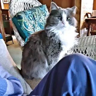 Freida