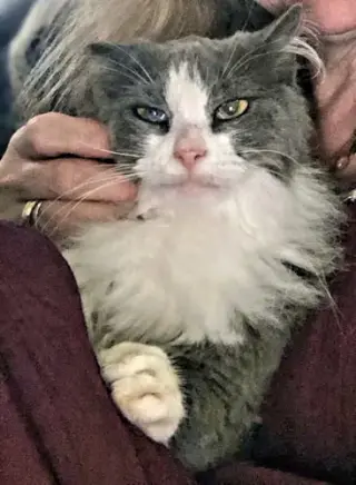 Freida