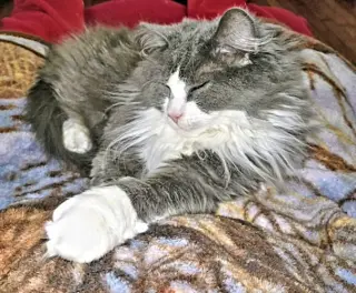 Freida