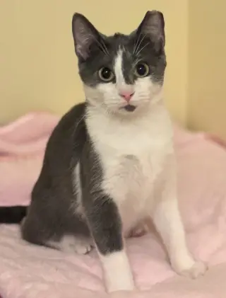 Kai
