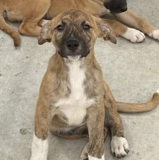 Leia