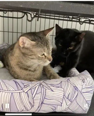 Holland bonded with Holly
