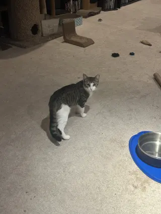 Catalina