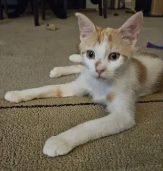 Milo K