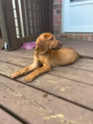 Caramel