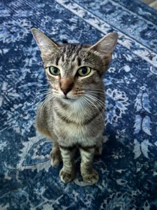Cinnamon