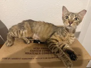 Cinnamon