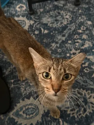 Cinnamon