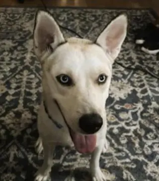SIBERIAN HUSKY white BLUE EYES